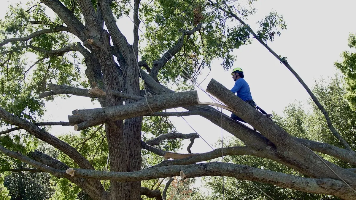 Professional Hazardous Tree Removal performed by certified arborists in Monument